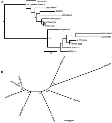 Silencing of Iron and Heme-Related Genes Revealed a Paramount Role of Iron in the Physiology of the Hematophagous Vector Rhodnius prolixus